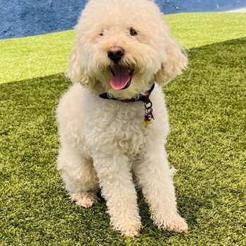 Whitaker Dog Day Camp - Having a great time! - Pet Boarding Near Me - Los Angeles, California Whitaker Dog Day Camp - Having a great time! - Pet Boarding Near Me - Los Angeles, California