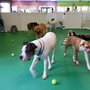 Poochie's Pampered Pups