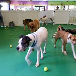 Poochie's Pampered Pups