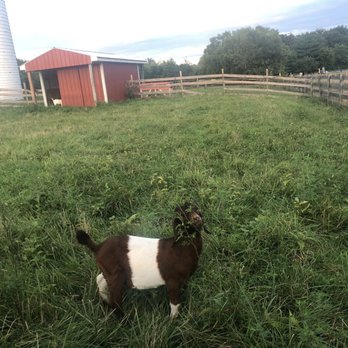 Kinder Farm Park - Goat - Playgrounds Near Me - Millersville, Maryland