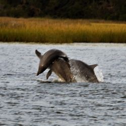 TourH2O - We love watching the dolphins play!