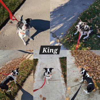 Just In Time Dog Walking & Boarding - Dog Walkers Near Me Just In Time Dog Walking & Boarding - Dog Walkers Near Me