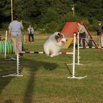 Nanaimo Pet Services - Pet Training Near Me - Nanaimo, British Columbia Nanaimo Pet Services - Pet Training Near Me - Nanaimo, British Columbia