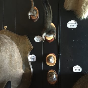 Hail, Dark Aesthetics - Squirrel!! - Antiques Near Me - Nashville, Tennessee Hail, Dark Aesthetics - Squirrel!! - Antiques Near Me - Nashville, Tennessee
