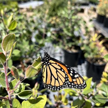 Native Sons Wholesale Nursery - Nurseries & Gardening Near Me - Arroyo Grande, California Native Sons Wholesale Nursery - Nurseries & Gardening Near Me - Arroyo Grande, California