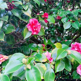 The Inner Richmond - Spring time is coming... - Local Flavor Near Me The Inner Richmond - Spring time is coming... - Local Flavor Near Me