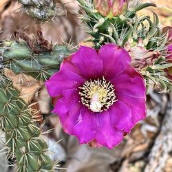 Environmental Nature Center - Cane Cholla