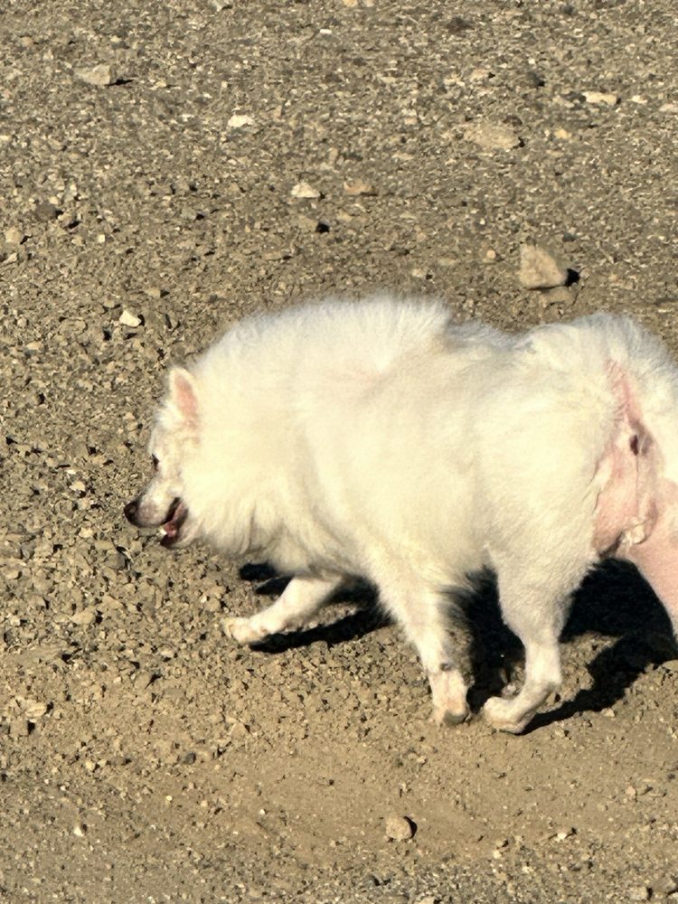 DIRTY DOGOMAT Updated September 2024 67 Photos & 37 Reviews