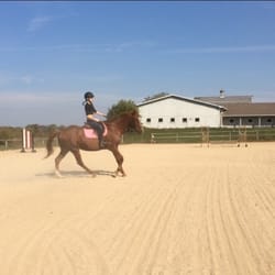 Roses To Reins
