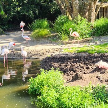 Auckland Zoo - Local Flavor Near Me - Auckland, AUK