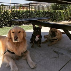 Sit Stay Play Pet Care - Just chill'in
