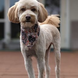 Rufo's new 'do