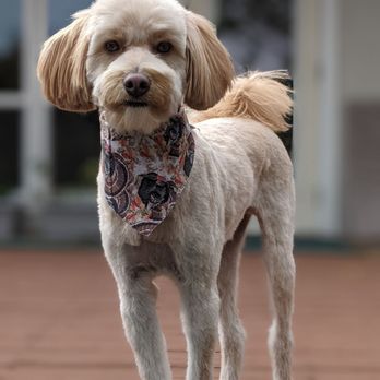 Pyrenees Pets - Rufo's new 'do - Pet Groomers Near Me - Danville, California