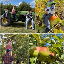 Apple orchard Apple orchard