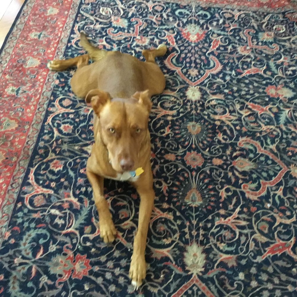 OUTDOOR PET CARE DOG WALKERS 35 Photos 2336A Channing Way