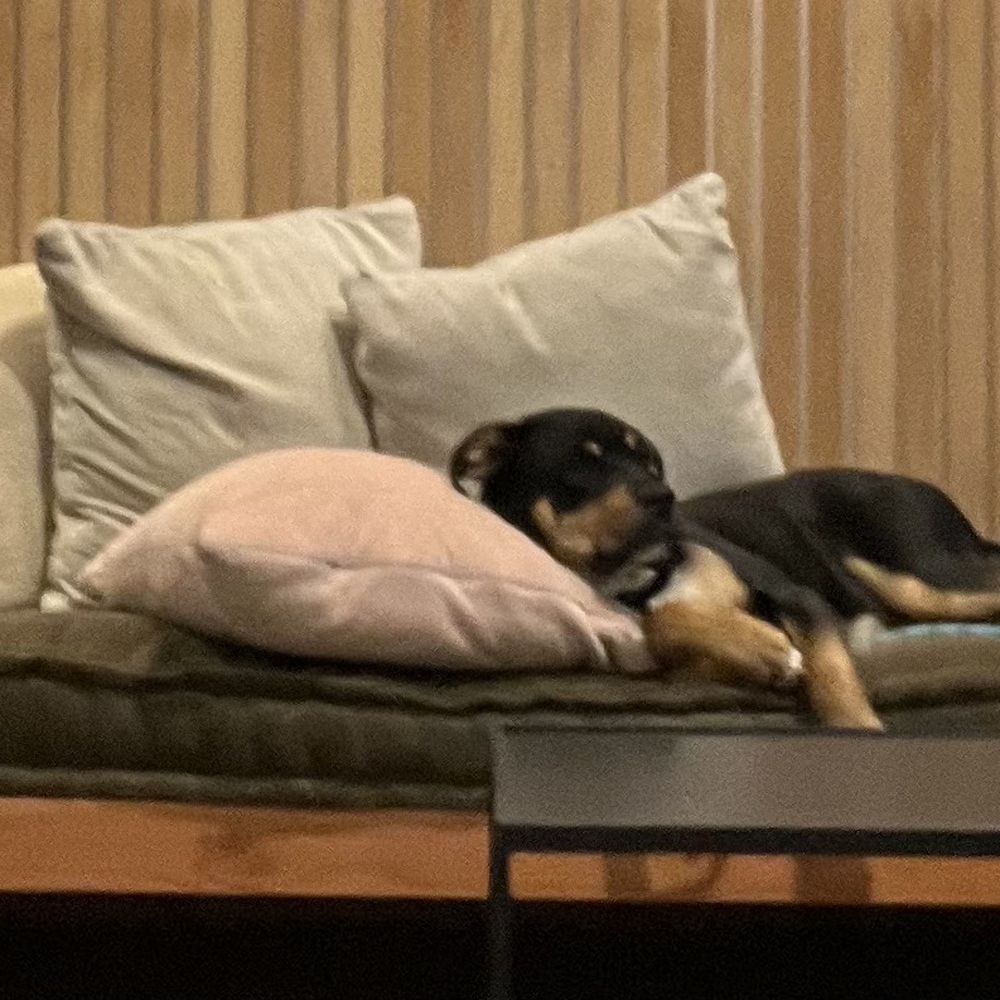 Twelve Percent Beer Project - A pup who is lounging after one beer too many, perhaps? - Breweries Near Me - North Haven, Connecticut