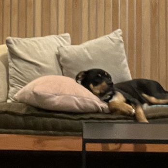 Twelve Percent Beer Project - A pup who is lounging after one beer too many, perhaps? - Breweries Near Me - North Haven, Connecticut Twelve Percent Beer Project - A pup who is lounging after one beer too many, perhaps? - Breweries Near Me - North Haven, Connecticut