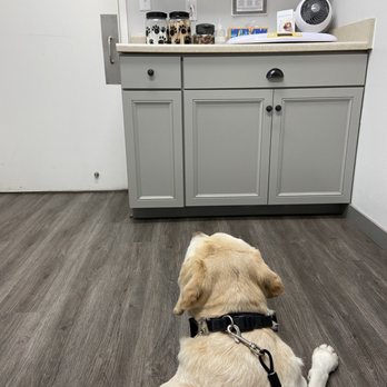 Vineyard Veterinary Hospital - Tule loves everyone here - Veterinarians Near Me - Lockeford, California Vineyard Veterinary Hospital - Tule loves everyone here - Veterinarians Near Me - Lockeford, California