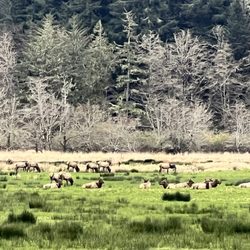 Dean Creek Elk Viewing Area - Dean Creek Elk Viewing