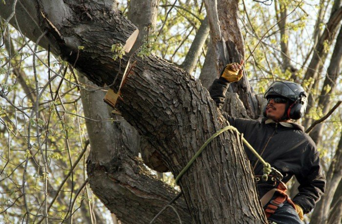 Monster Tree Service of Ann Arbor - tree service in Pinckney, MI
