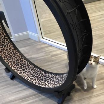 Club Cat - Pet Boarding Near Me - Irvine, California