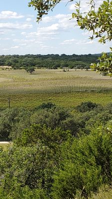 Driftwood Estate Winery by null