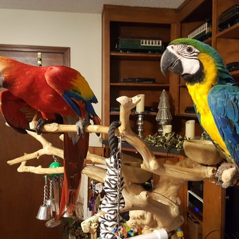 T's Exotics Avian Luxury Suites - Avian Boarding - Pet Breeders Near Me - Cantonment, Florida T's Exotics Avian Luxury Suites - Avian Boarding - Pet Breeders Near Me - Cantonment, Florida
