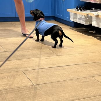 Woofpak Bakery - Travis with his new sweater. - Pet Stores Near Me - San Diego, California Woofpak Bakery - Travis with his new sweater. - Pet Stores Near Me - San Diego, California