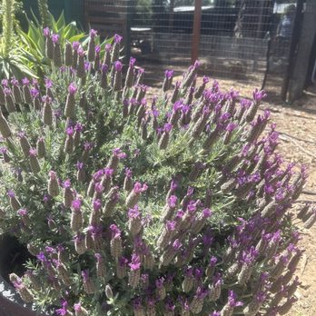 Kindred Spirits Care Farm - Lavender - Animal Shelters Near Me - Chatsworth, California Kindred Spirits Care Farm - Lavender - Animal Shelters Near Me - Chatsworth, California