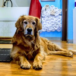 Dusty's Den Pet Supplies & Bathing