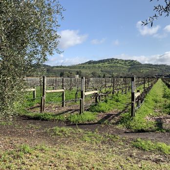 Honig Vineyard & Winery - The vineyard - Wine Tasting Room Near Me - Rutherford, California Honig Vineyard & Winery - The vineyard - Wine Tasting Room Near Me - Rutherford, California