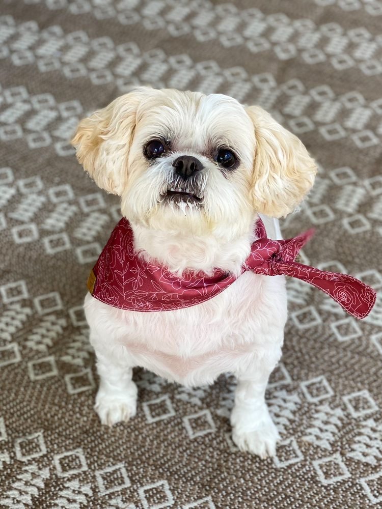 Three Dog Bakery & Grooming Image
