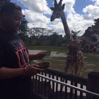 Zoo Miami - Feeding the Giraffes - Zoos Near Me - Miami, Florida Zoo Miami - Feeding the Giraffes - Zoos Near Me - Miami, Florida