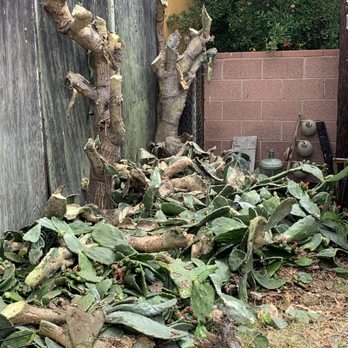 Saul’s Tree Service - During - Tree Services Near Me Saul’s Tree Service - During - Tree Services Near Me