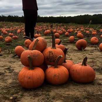 Battleview Orchards - Pick Your Own Farms Near Me - Freehold, New Jersey