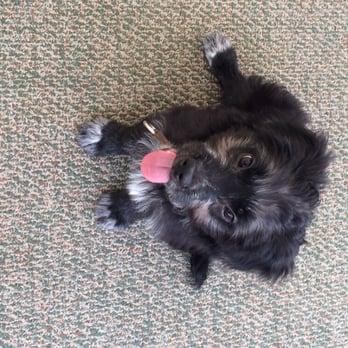 Pet Stop - He's perfect. So handsome. Australian Shepard/Cocker Spaniel mix around 3 months old. I LOVE HIM! - Pet Stores Near Me - Rancho Cucamonga, California