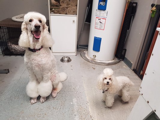 top rated bark collars