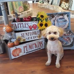 Richardson's Flowers, Gifts & Flower Delivery - Jake our Mascot