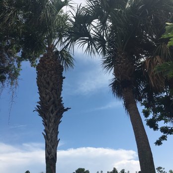New Life Tree Services - Two trimmed palms, in between two overgrown trees (not mines) - Tree Services Near Me New Life Tree Services - Two trimmed palms, in between two overgrown trees (not mines) - Tree Services Near Me