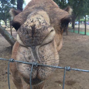 Blessington Farms - Carl the camel - Pumpkin Patches Near Me - Simonton, Texas