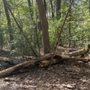 Integrity Tree Care