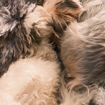 Bad Attitude K9 - They get along now!  He's more calm not attacking her  He's able to sleep next to her without ripping her hair off - Pet Training Near Me