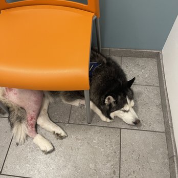 MedVet Mountain View - Shellys post op visit - Veterinarians Near Me - Mountain View, California