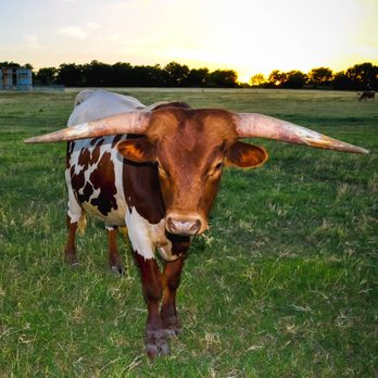 Lucky Spur Ranch Retreat - On-site longhorns - Venues & Event Spaces Near Me - Justin, Texas Lucky Spur Ranch Retreat - On-site longhorns - Venues & Event Spaces Near Me - Justin, Texas