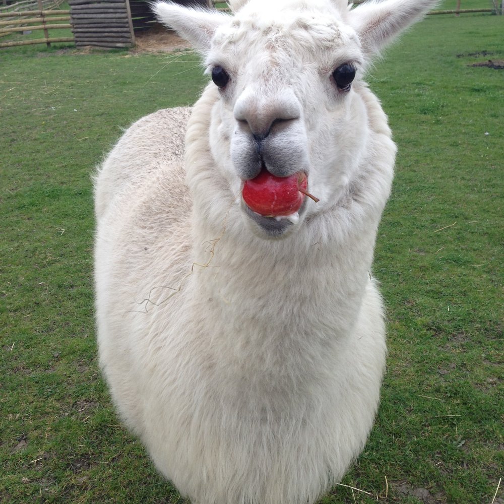 Mudchute - Best llama. - Farms Near Me - Isle of Dogs, XGL Mudchute - Best llama. - Farms Near Me - Isle of Dogs, XGL