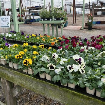 Weidners' Gardens - Annuals/perennials - Nurseries & Gardening Near Me - Encinitas, California Weidners' Gardens - Annuals/perennials - Nurseries & Gardening Near Me - Encinitas, California