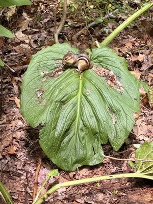 Elizabeth A. Morton National Wildlife Refuge by null