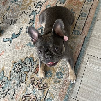 That's The Floof - French bulldog - Pet Groomers Near Me - Tempe, Arizona