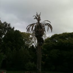 Palm tree removal