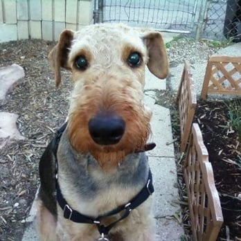 CleanDog - So fresh and so clean! - Pet Groomers Near Me - Chicago, Illinois
